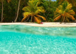 Clear turquoise water by a tropical beach with palm trees, ideal for Virgin Islands yacht charters and sailing vacations.