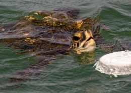 be eco friendly when chartering a boat