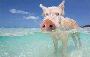 Pig in water