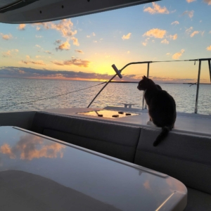 Max, Calypso Sailing's official boat cat