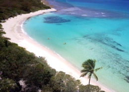 Aerial view of a serene tropical beach with turquoise waters, lush greenery, and a lone palm tree. Ideal vacation spot.