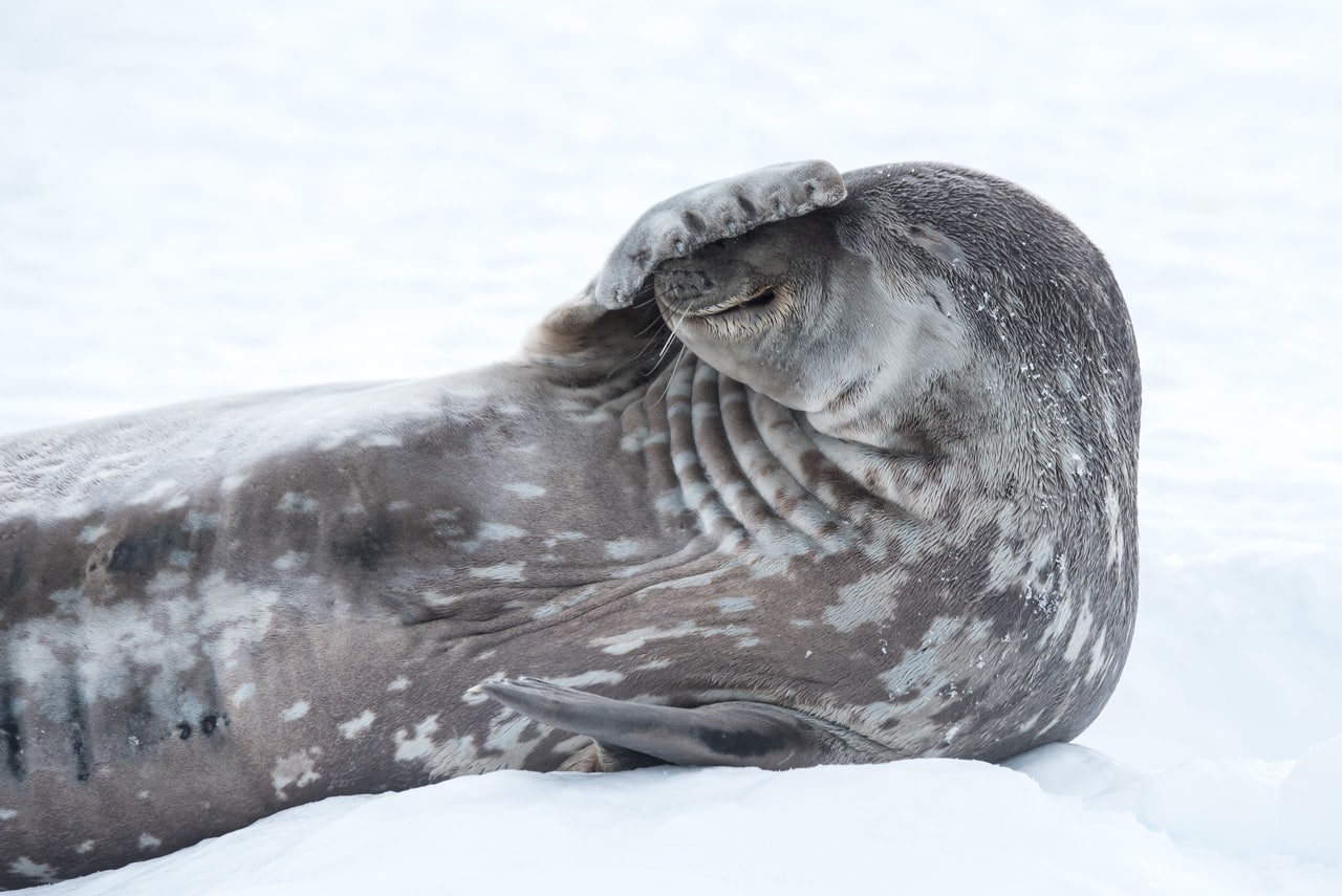 Seal seen on an Antarctic Voyage
