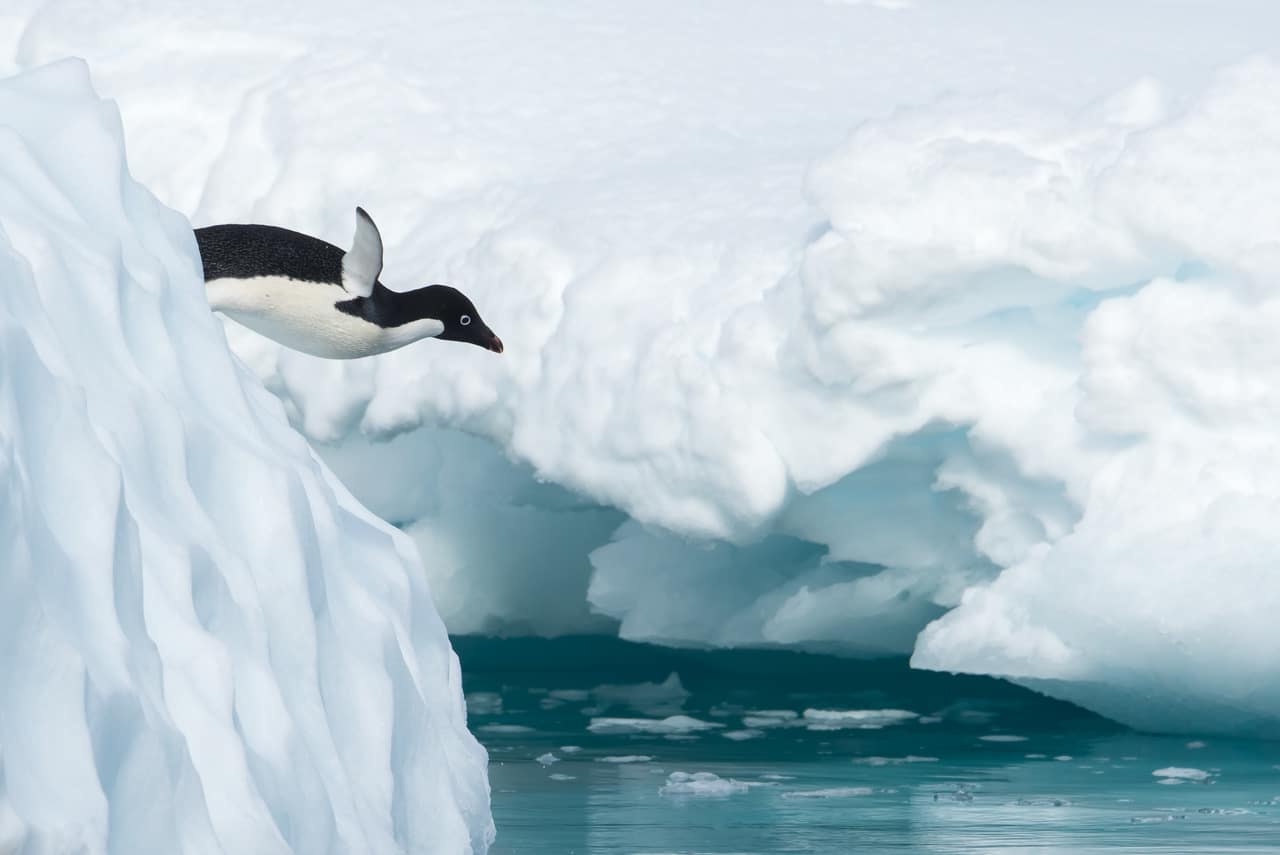 Penguin diving, photographed on an Antarctic Voyage
