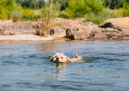 Dog joyfully swimming in a serene lake surrounded by lush greenery and rocky shorelines.