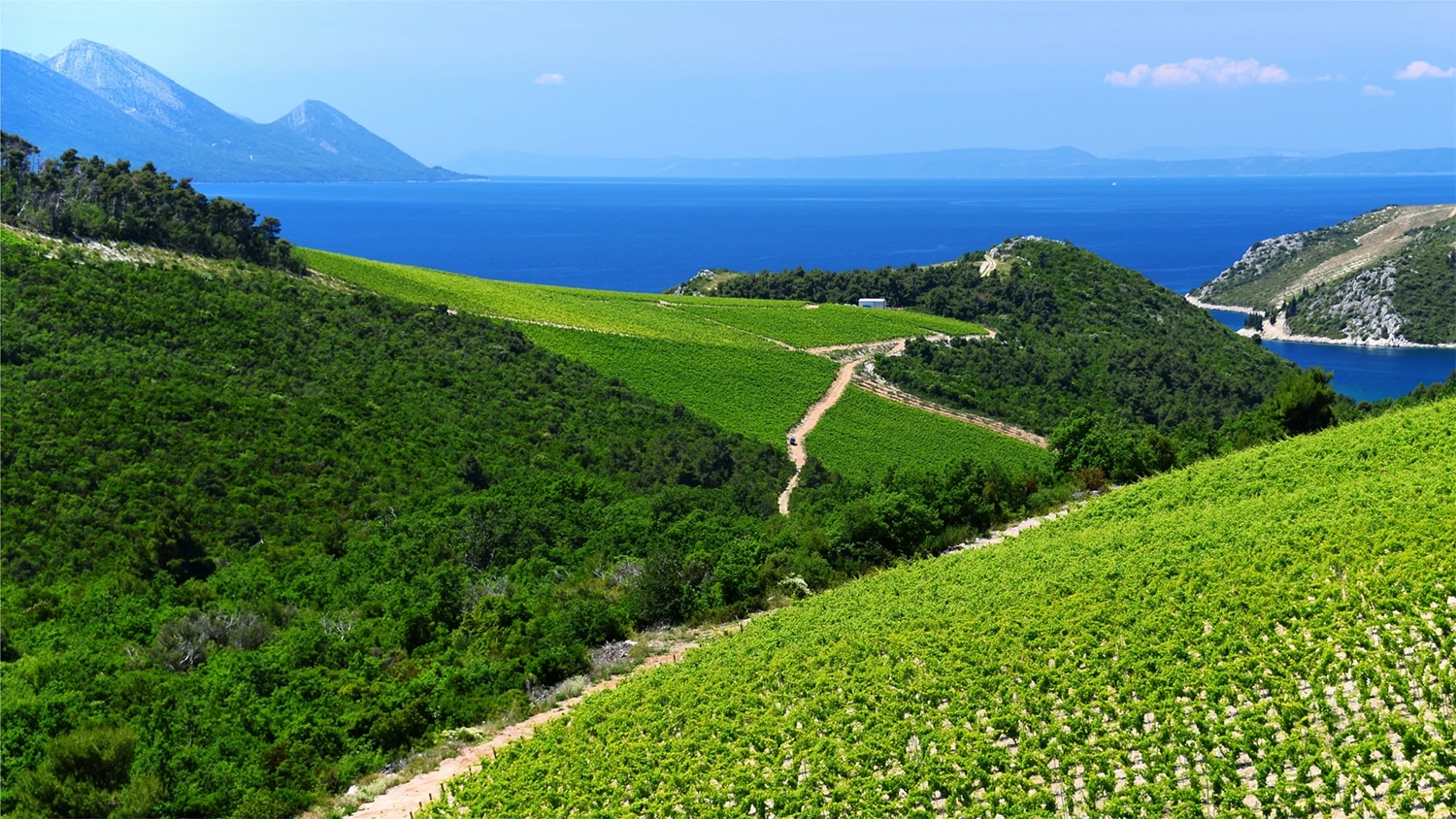 Scenic coastal vineyards with lush greenery overlooking the deep blue Adriatic Sea under a clear sky.