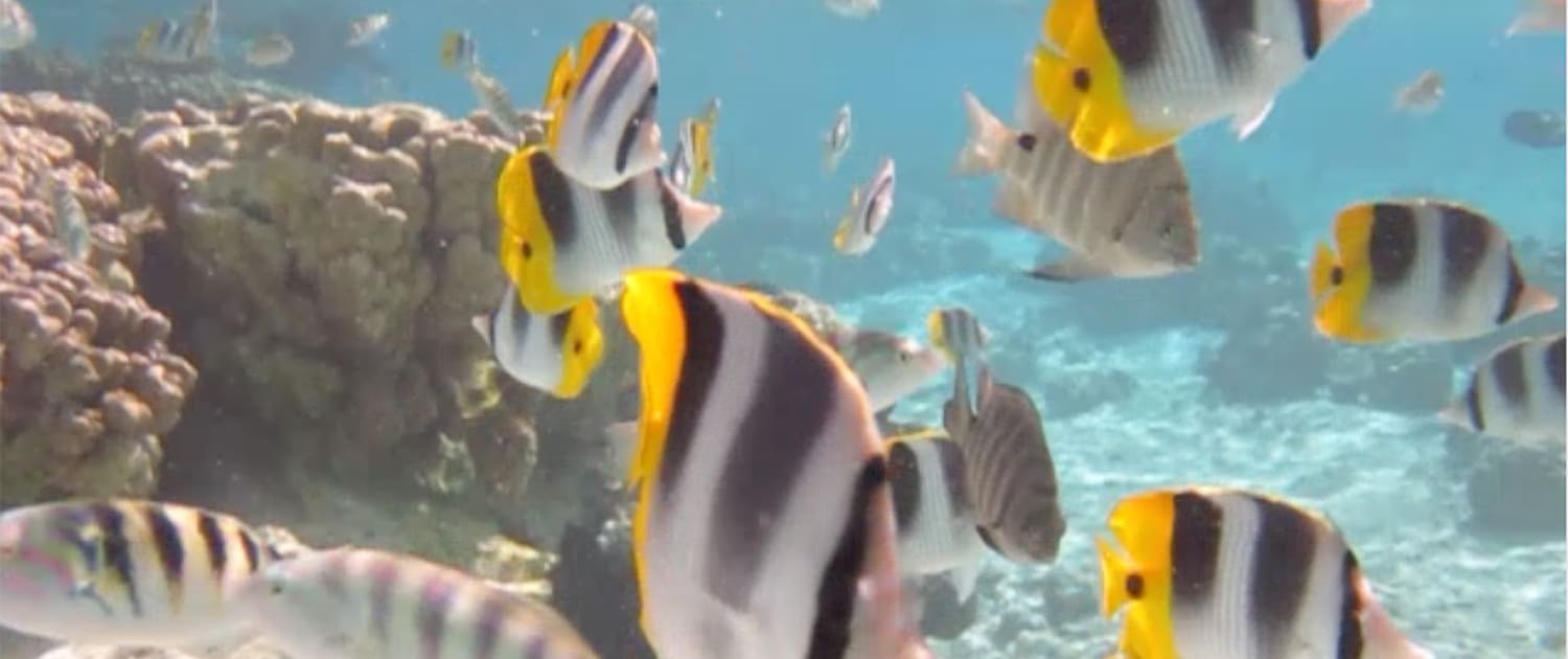 Colorful tropical fish swim around coral reefs in clear blue water, showcasing vibrant marine life.